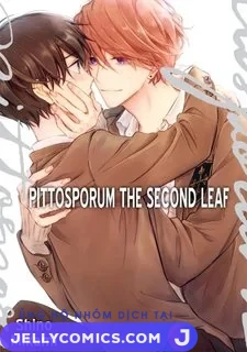 Pittosporum-Shino Makami